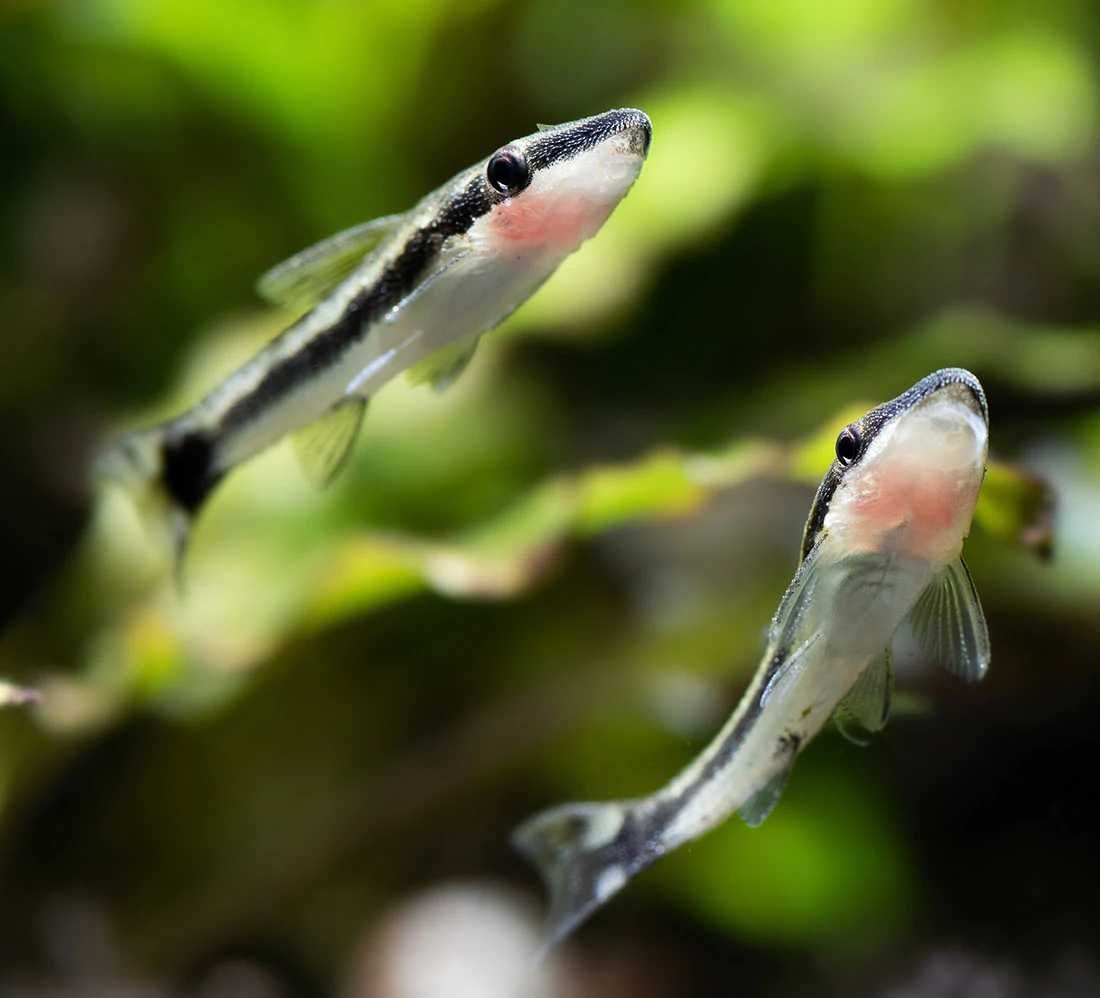 Otosek przyujściowy - Otocinclus affinis - Otos - na glony