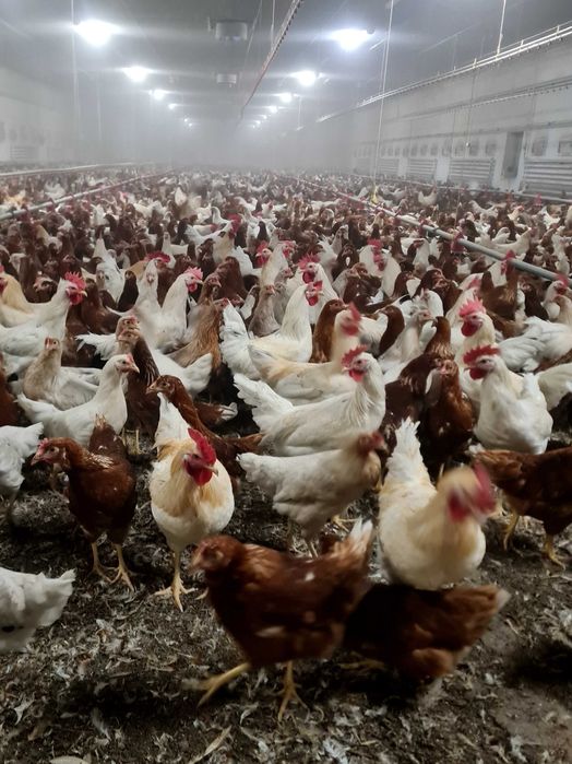 Kury nioski z wolnego wybiegu Messa Dominant ISA Lohmann ! Zapraszam !