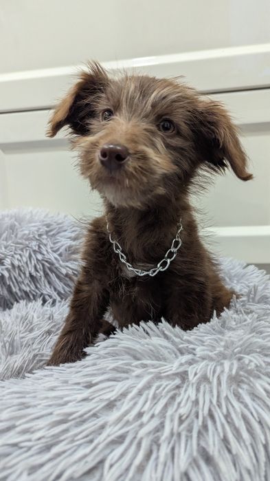 Цуценя у добрі руки