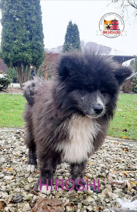 Akita Inu FCI/ZKwP długowłosy chłopiec