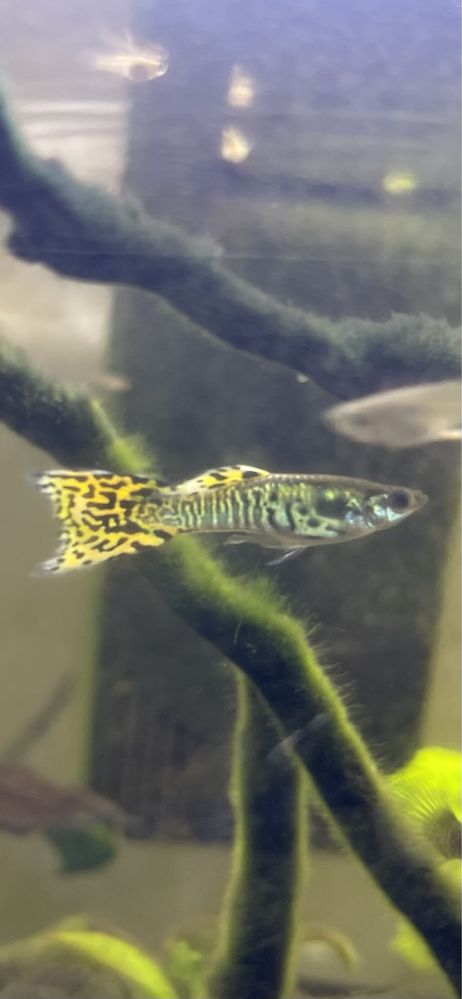 Vendem-se guppys