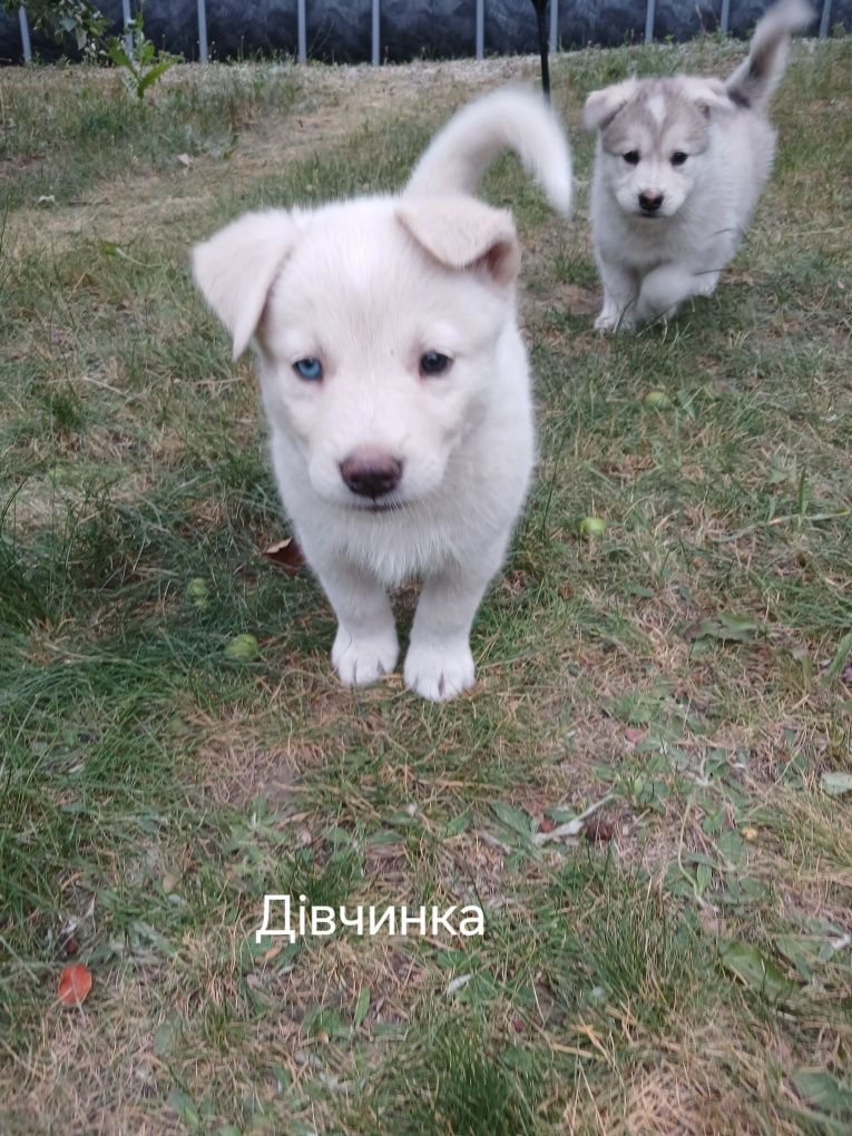 Подарую Хасенят в добрі руки