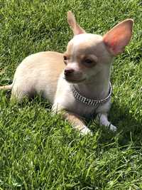 Chihuahua piesek