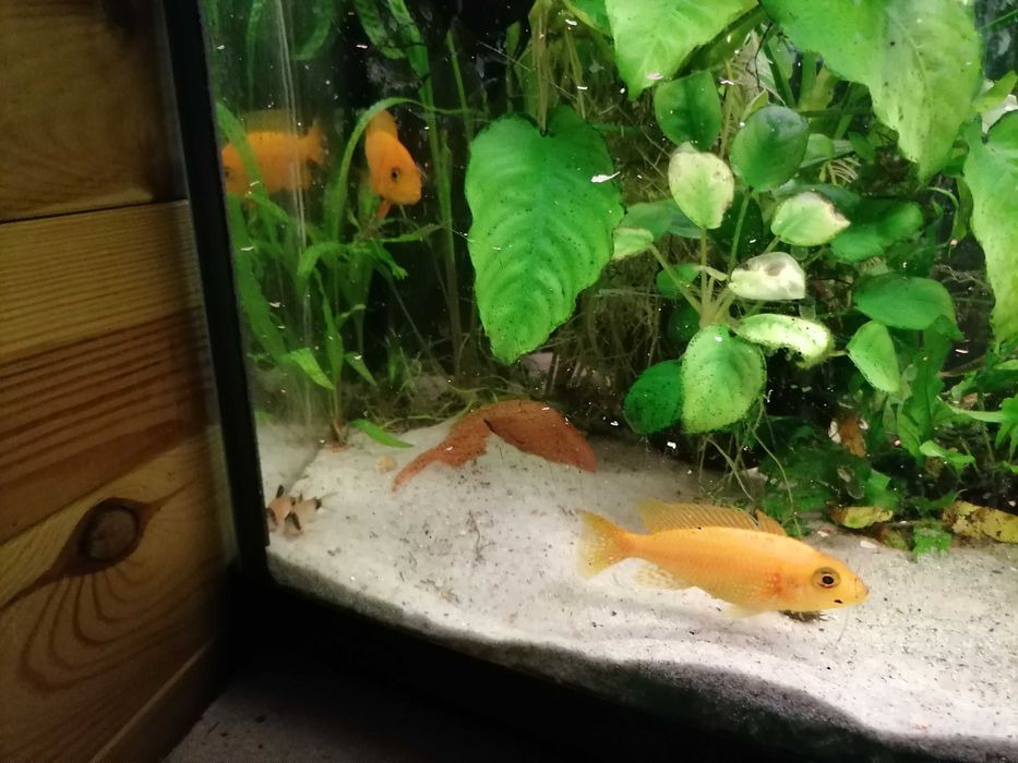 4 szt. Aulonocara „Fire Fish”