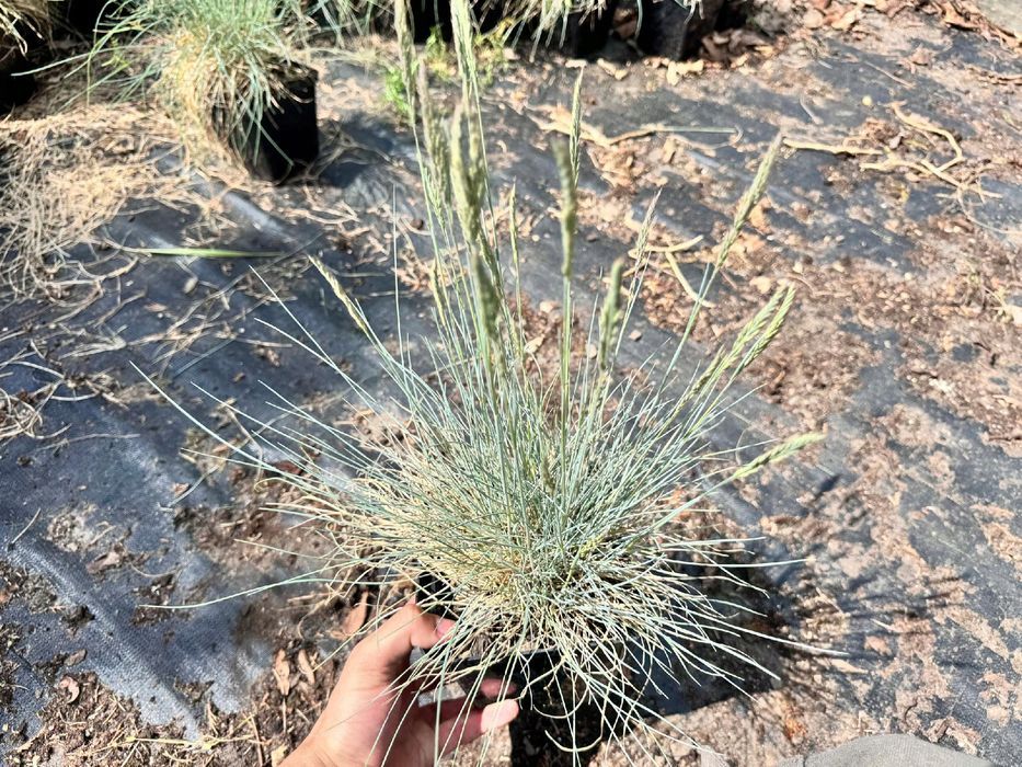 Kostrzewa sina 'Intense Blue' NIEBIESKA trawa (Festuca glauca) 2L