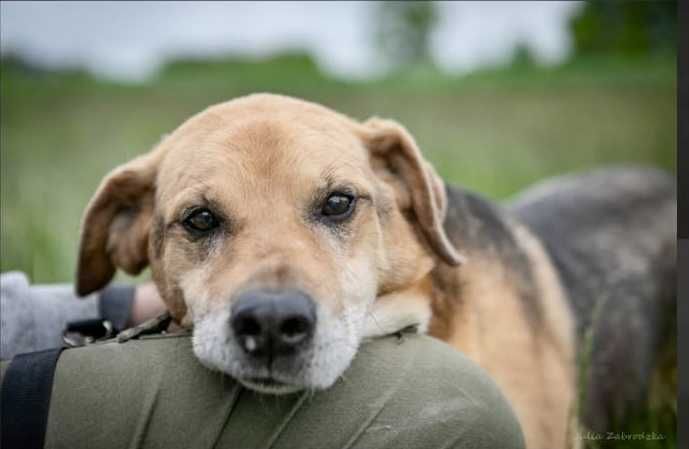 IVAR miłość chodząca na czterech łapach do adopcji