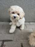 Maltipoo f1b/ dziewczynka