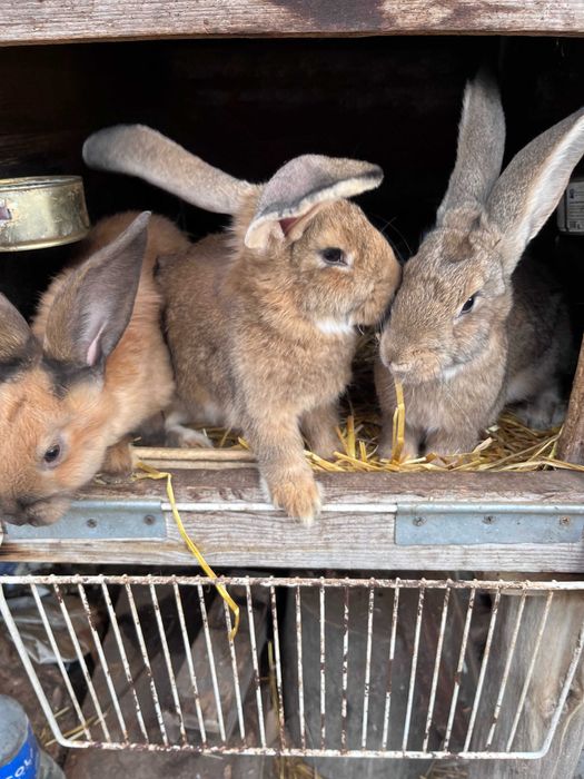 Młode króliki, urodzone w maju.