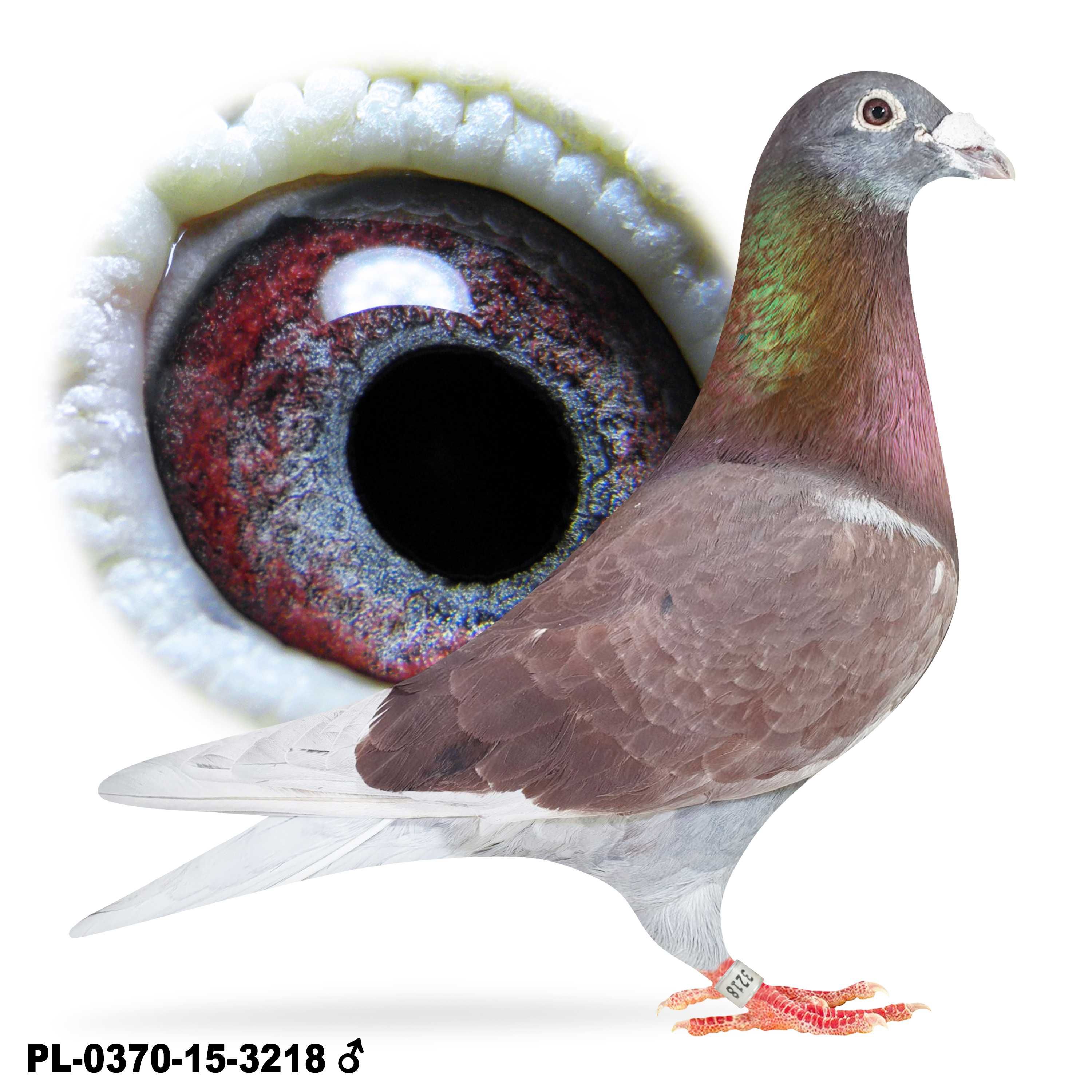 Młode Para 48 Oryg. IKD Łepuch VOS 94 gołąb gołębie pocztowe