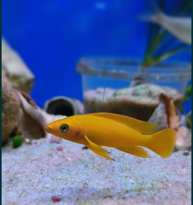 Продам Юлідохроміси Танганійска цихліда