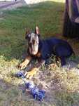 Doberman piekny pies samiec