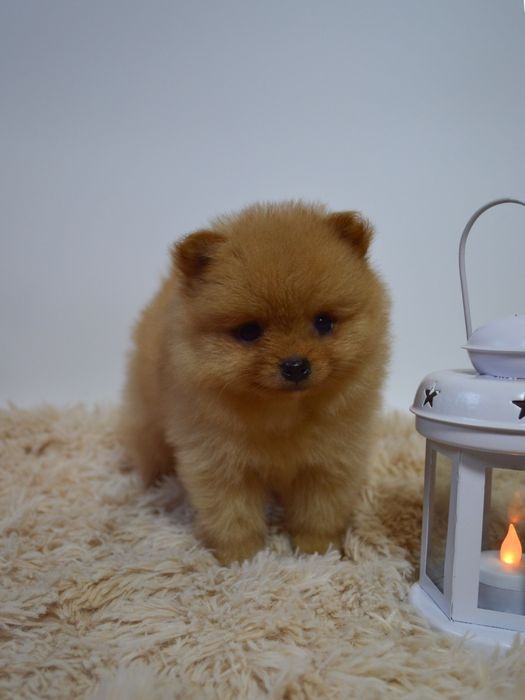 Чудові міні шпіцулі