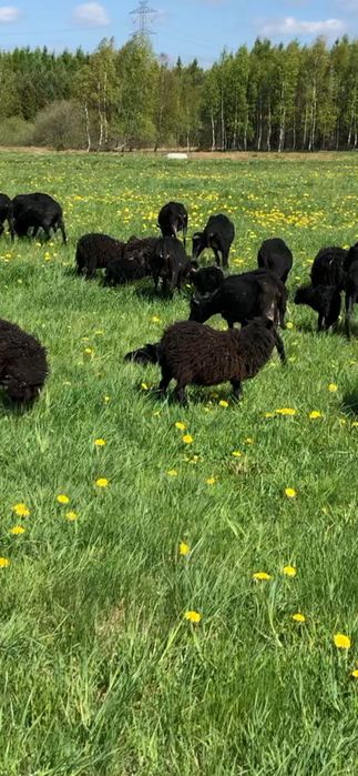 Sprzedam Owce wrzosówka