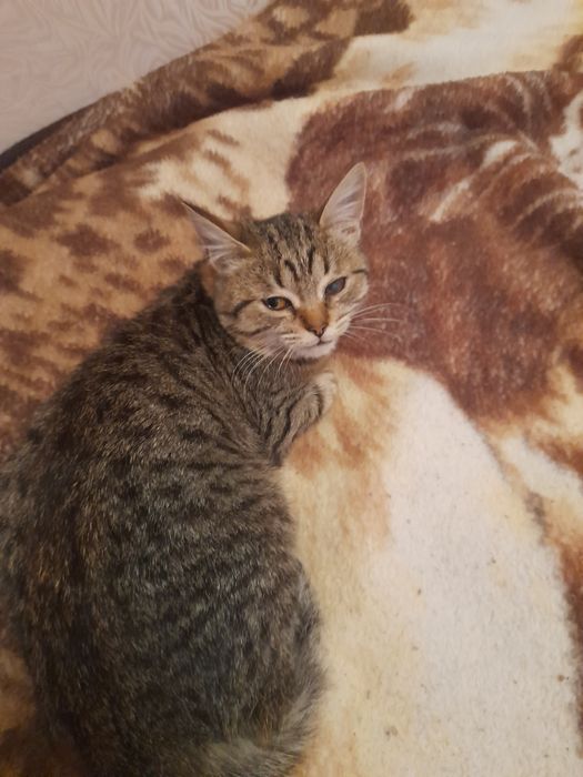 Бесплатно отдам котят.