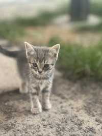 Віддам котиків в добрі руки