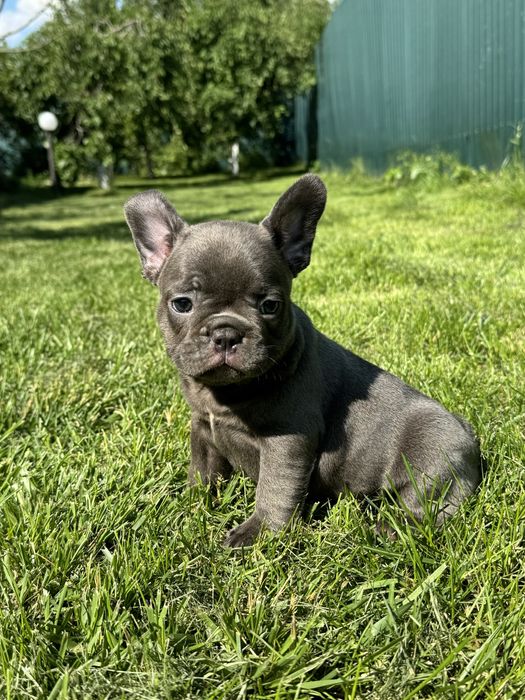Блакитні , мерле та підпалі хлопчики та дівчатка