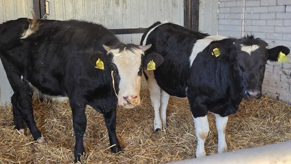 2 jałówki MM 290kg