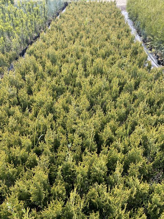 Sprzedam th Kórnik  wysokos 40-50cm Cena 4,5 zl