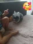 Sprzedam krolika teddy