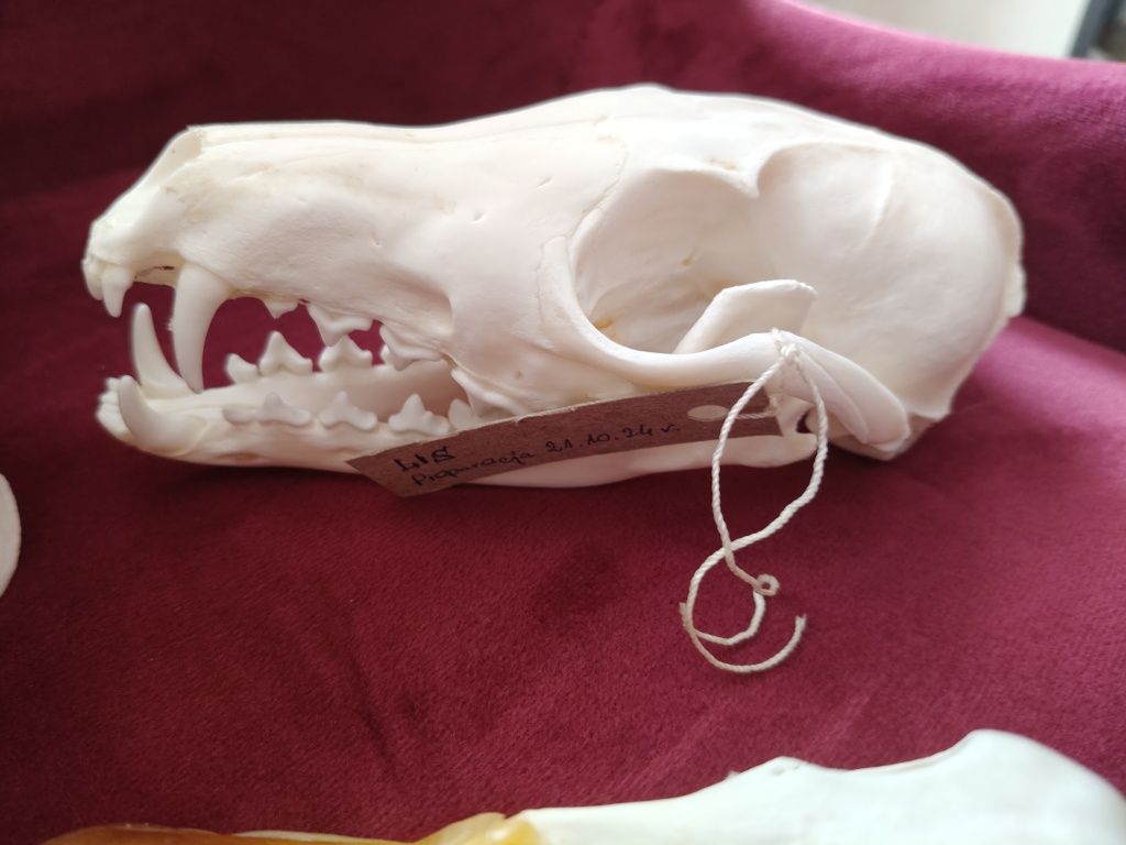 Zestaw Taxidermy Rogacz, Lis i Kaczor