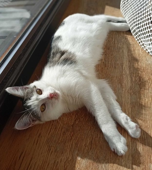 Mały Wizzair chętnie poleci do nowego domu :)