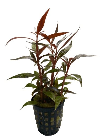 Alternanthera reineckii 'Mini’ Ketrab