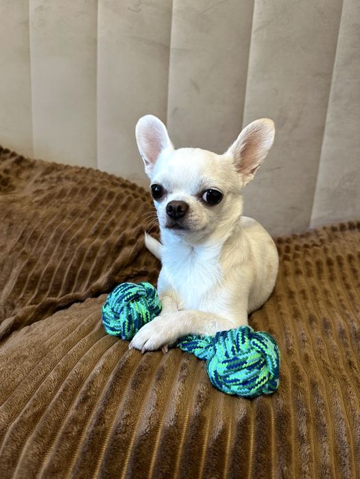 Вязка чихуахуа кобель