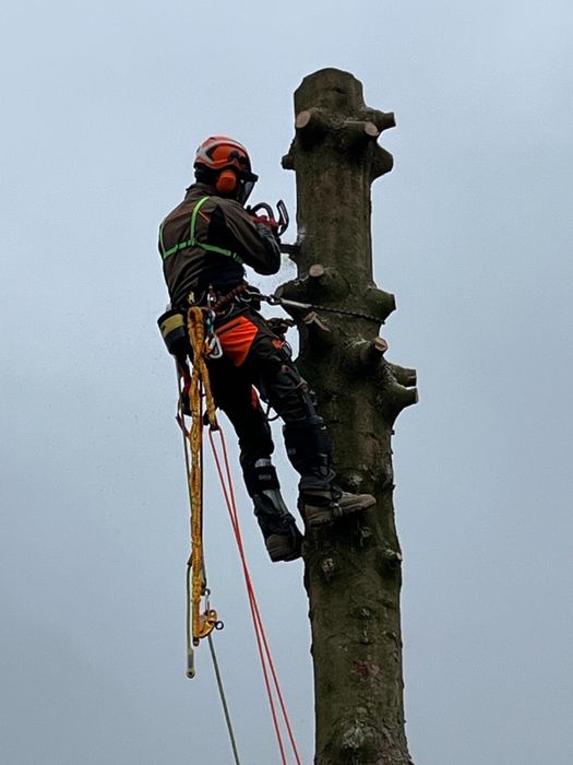 Wycinka drzew - SilesiaArbor