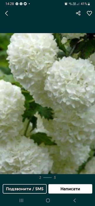 Півонія рожева  Бернар  гортензія біла велика