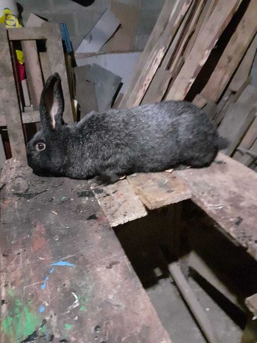 Продам кролі п. срібло, самки та самці різного віку ,10,11 місяців.