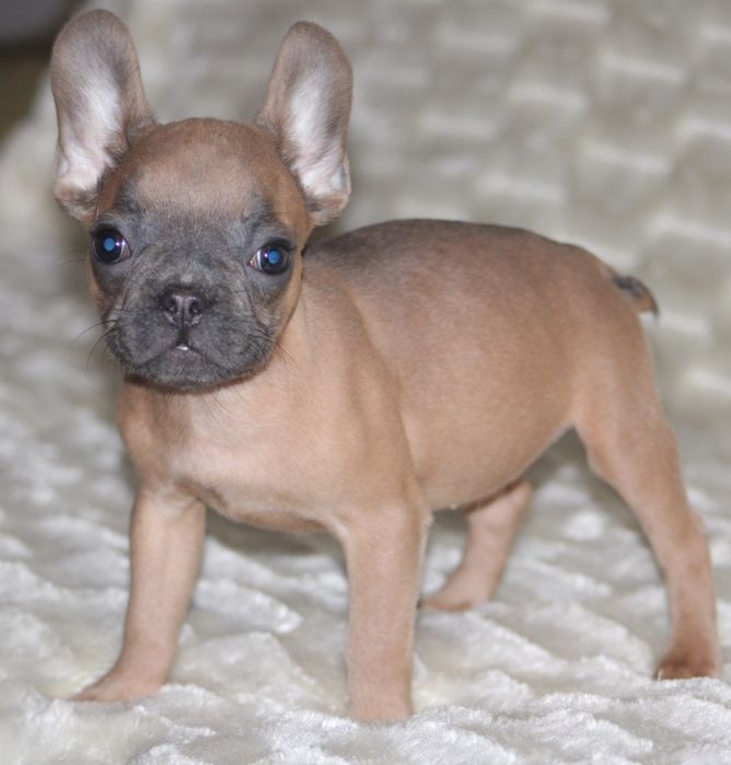 Французький бульдог