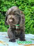 Cocker Spaniel Angielski