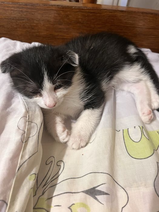 Віддамо котиків в добрі руки.