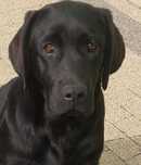 Labrador Retriever SUCZKA
