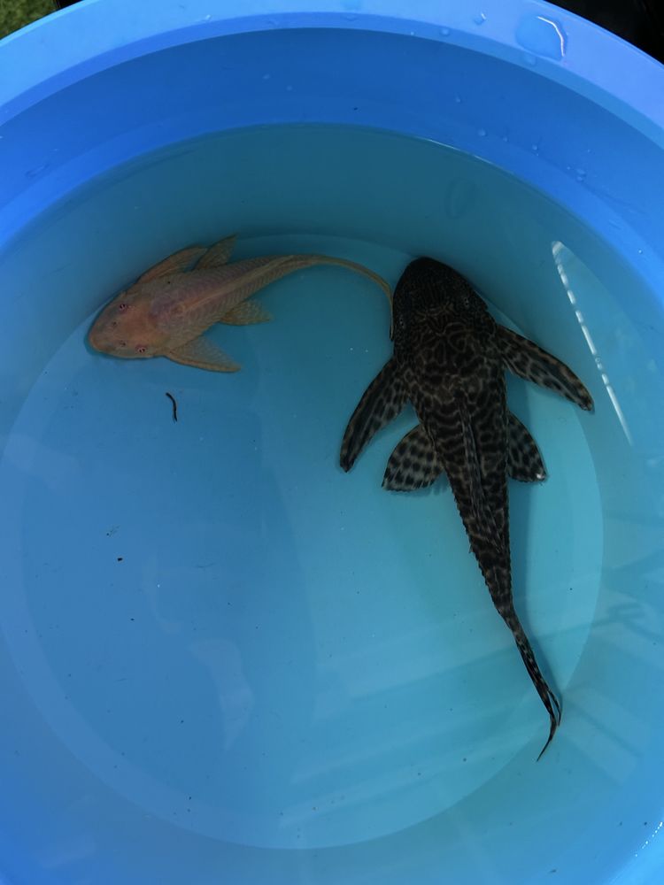 Plecos albino e comum com 15/25cm