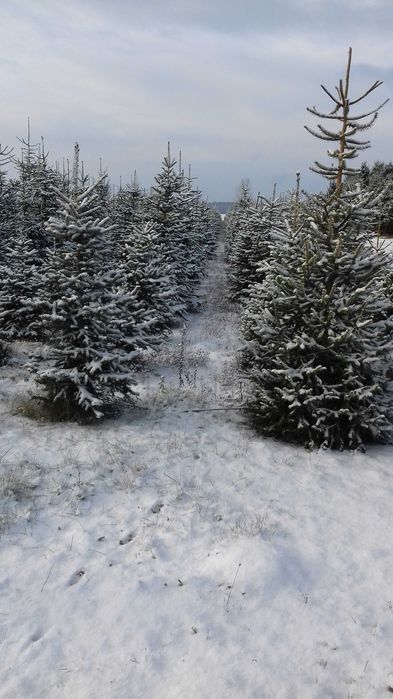 choinki świerk srebrny pospolity