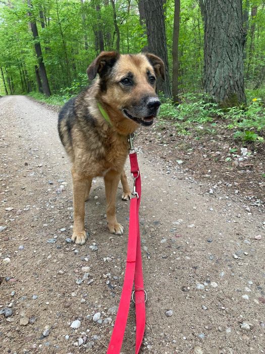 Kochany Gomez na tropie domu