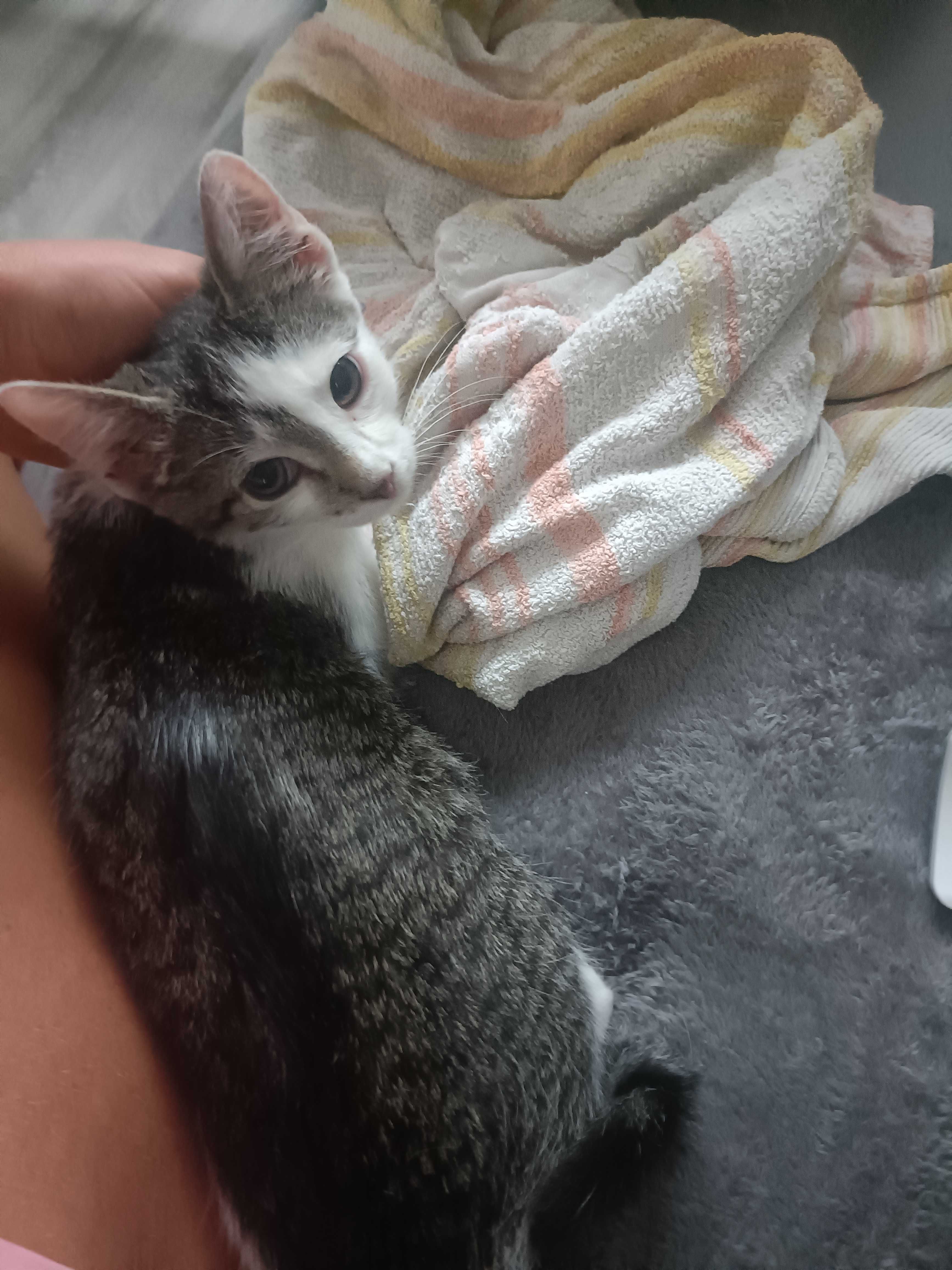 Kotek do adopcji