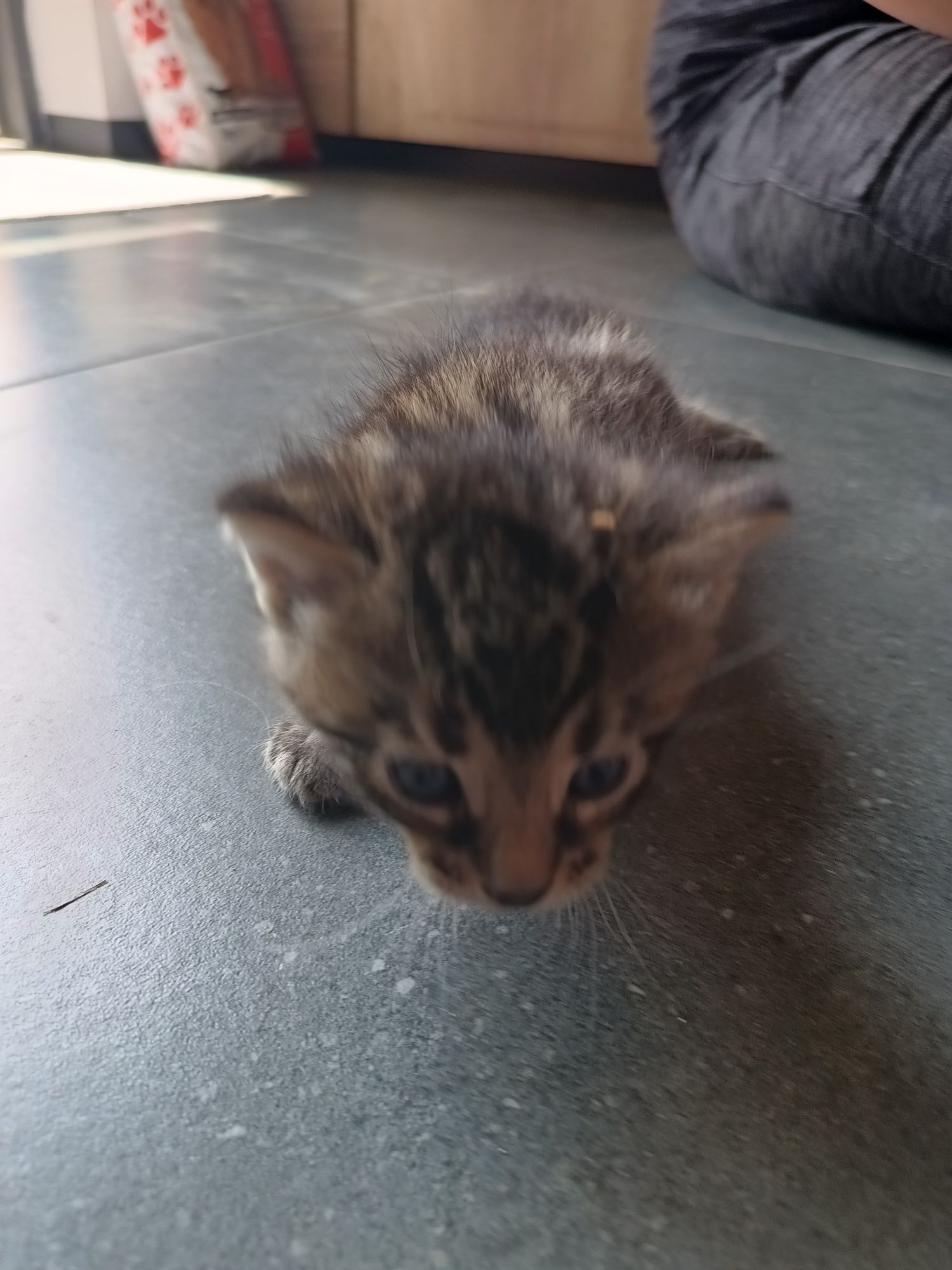 Kocurka oddam za darmo