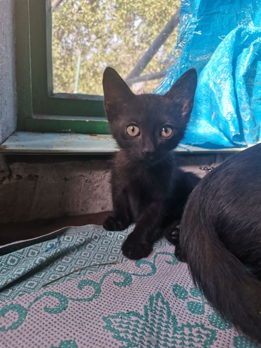 Котик в Добрі руки