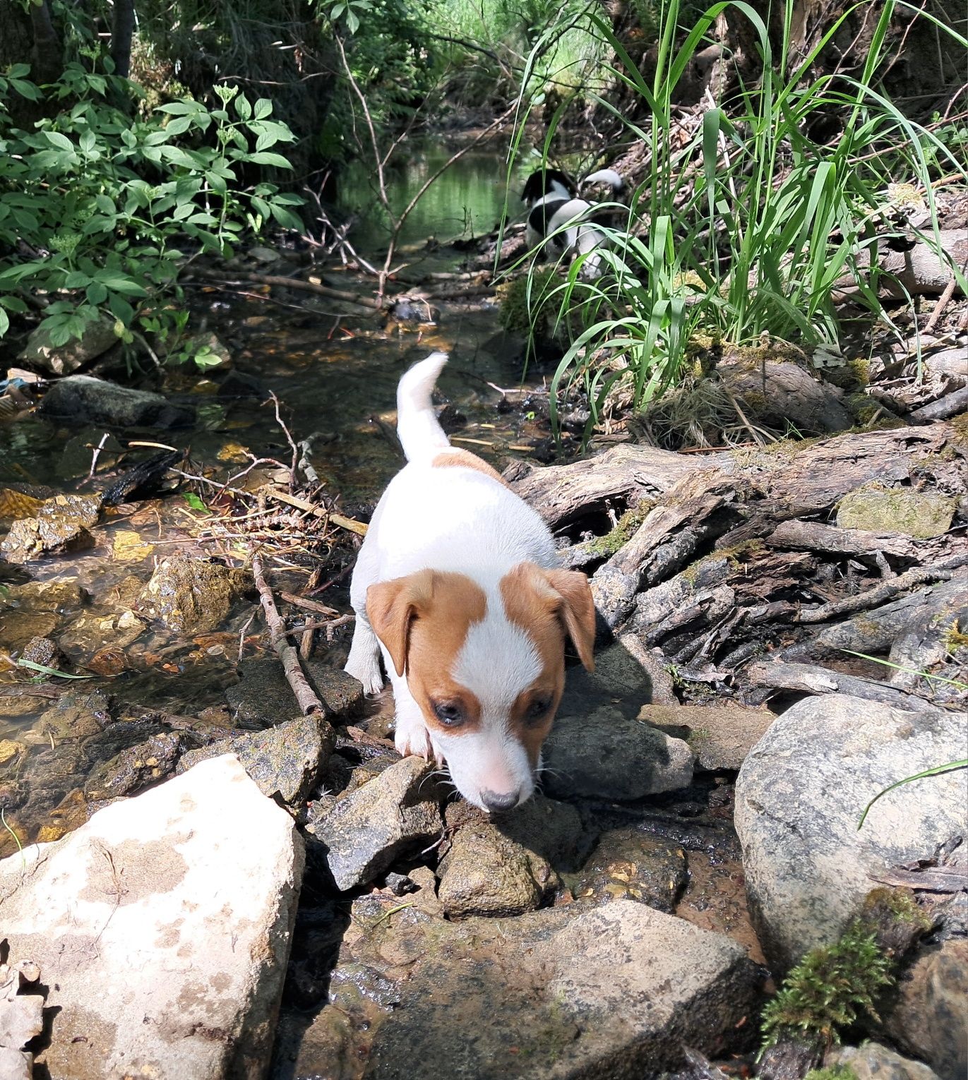 Jack Russell Terrier suczka