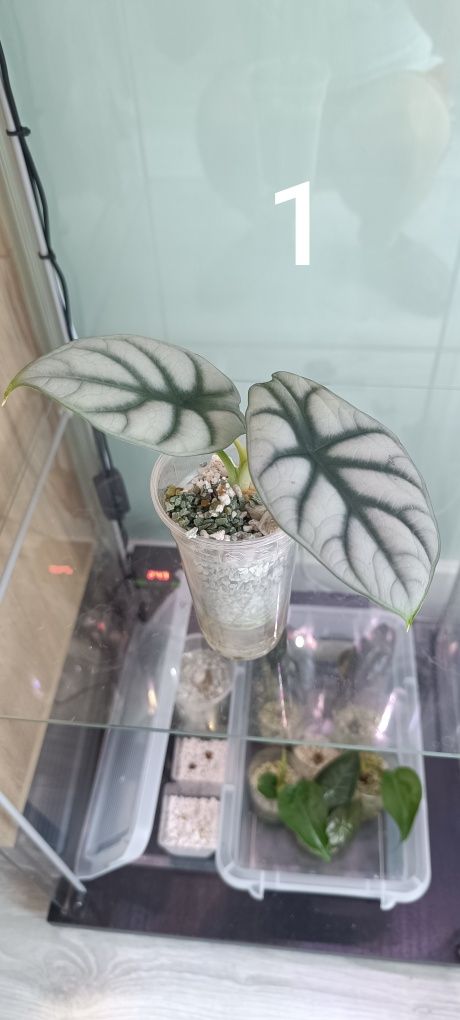 Alocasia sliver dragon/frydek/ Polly.