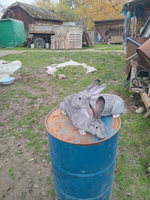 Кролі Шиншила. Мололі самці, самки