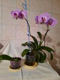 Орхидея-детка цветущий орхидеи