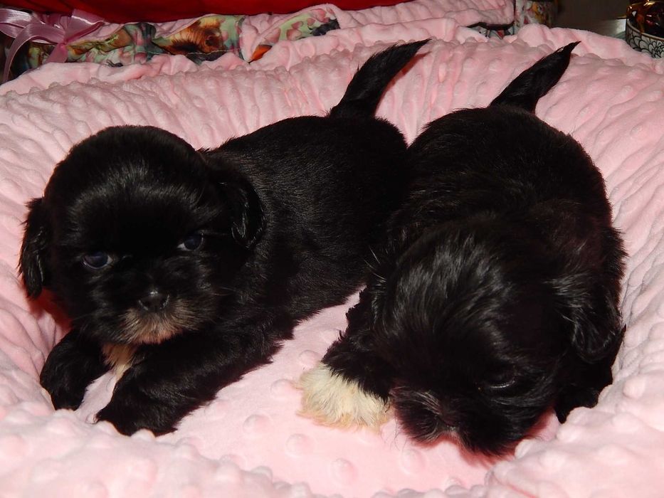 *** Shih Tzu Prześliczne Czarne Maluszki Wielkości Yorka ***