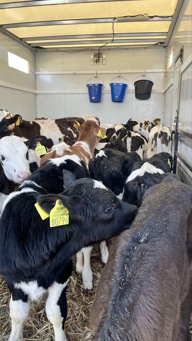 Sprzedam cielaki cielęta