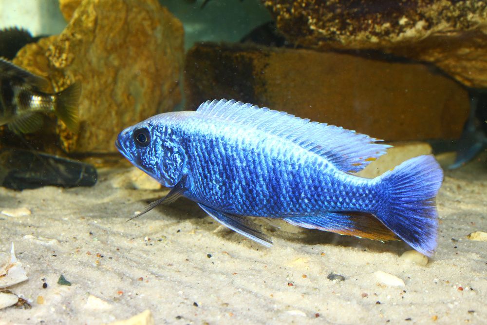 Sciaenochromis fryeri iceberg