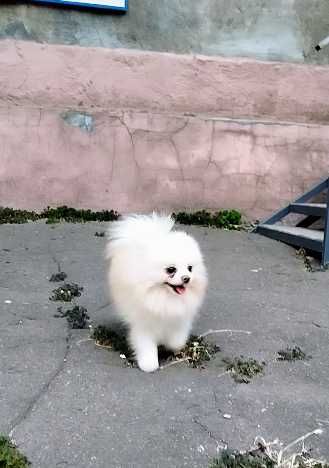 Шпиц, жених на вязку.