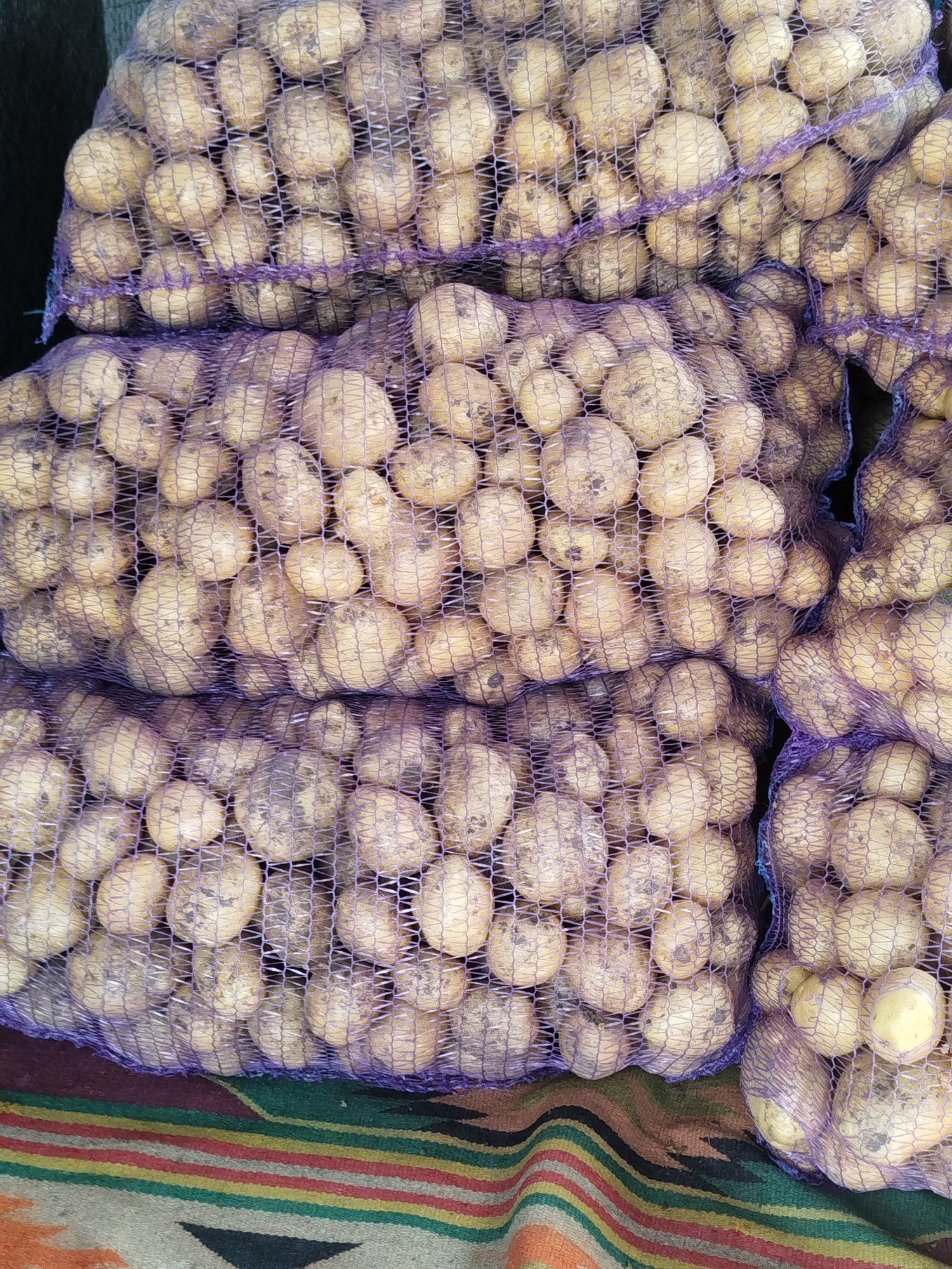 Продам картоплю рів'єра,біла росса, арізона