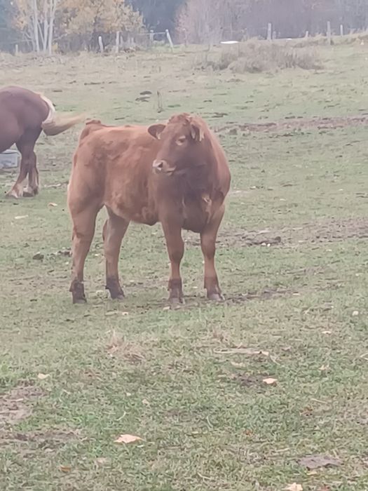 Sprzedam jałówki i dwa beczki
